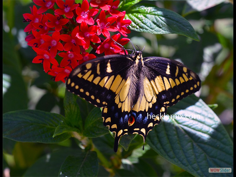Swallowtail on Red Flower